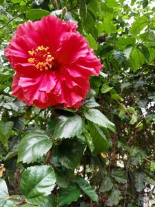 Gudhal Hibiscus Multilayer 🌺