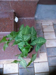 5 Live Root Plants