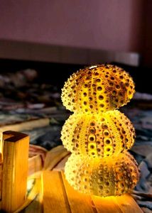 1 Rare Shell - Artistic Style - Home Decor