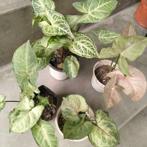 Healthy & Beautiful Syngonium Plants