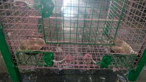 Birds Cage ( Pijara)