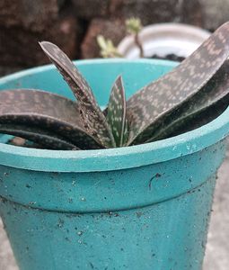 gasteria succulent