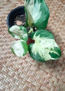 Manjula Pothos