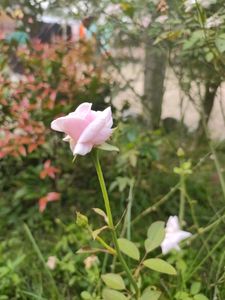 White Pinkish Rose Flower Plant