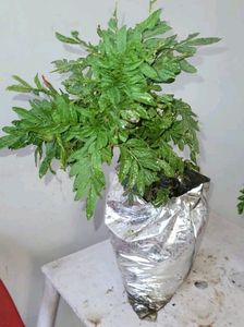 Tulsi &amp; Marigold Combos 3 Plants