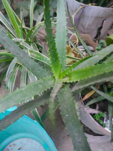Aloe Vera Plant - Natural Beauty