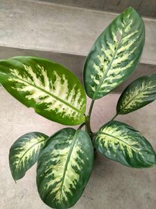 3 varities  dieffenbachi,Indoor Plants combo