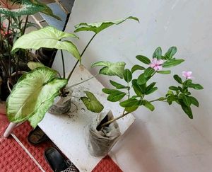 Pack 2 Arrowhead &amp; Pink Sadafuli Plant's