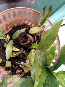 Orchid