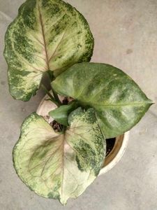 Healthy &amp; Beautiful Syngonium Plants