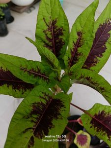 Amaranthus tricolour plant
