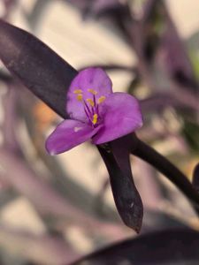 Combo Of 3 Healthy Plant Stems