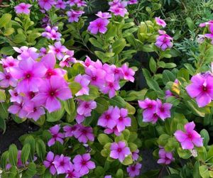 Vibrant Pink Periwinkle Flowers plant
