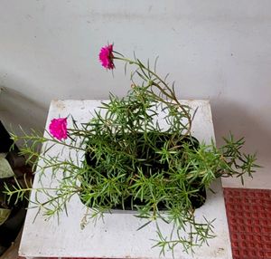 Pack 2.Portulaca grandiflora &amp; Pilea Depressa Pla