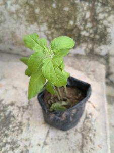 Healthy Holy Basil Plant