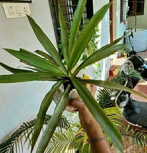 Set 2 Dracaena Mahatma &amp; Callisia Plants