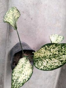 Assorted Beautiful plants