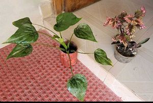 Set 2 Colues Verieties & alocasia Plants🪴