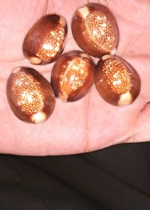 5 Natural Kala Raja Cowrie Shells
