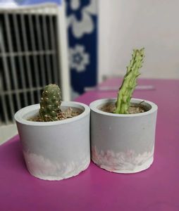 Cute Mini Cactus Pots Set