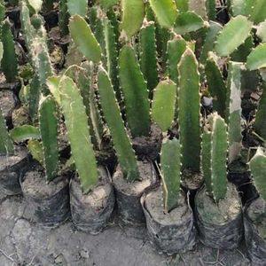 RED Dragon Fruit Plant Medium