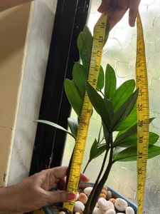 ZZ Plant 2 bulbs (15 Inches)