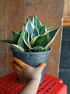 Snake Plant (1year+)