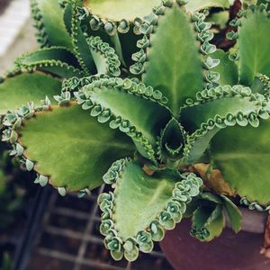 pack of three plants