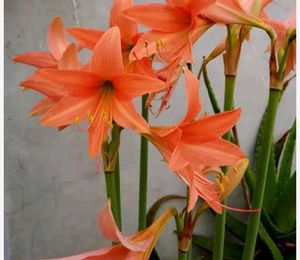2 Bud Amaryllis Lilly Plant