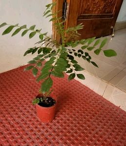 Curry Leaves Plant 🌵&amp; Pot