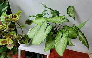 Set 2 Arrowhead &amp; Colues Plant's