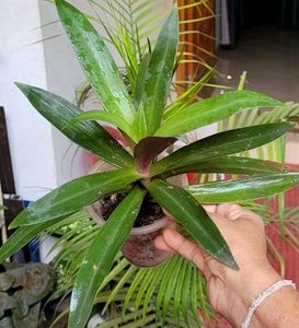 moses-in-the-Cradle Plant🌵& Pot