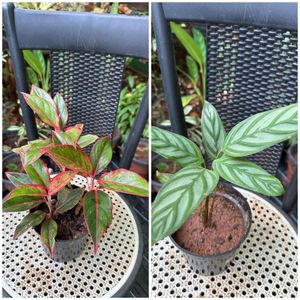 20 Live Root Plants