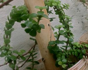 Combo Of 6 Air Purifier Plants