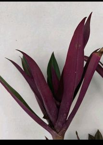 combo of plants