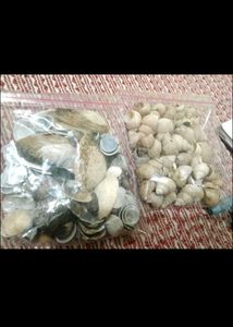 Bulk Seashells for Crafting & Decor