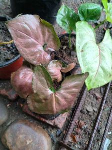 varigated habiscus(red flower) ,philo and snygo