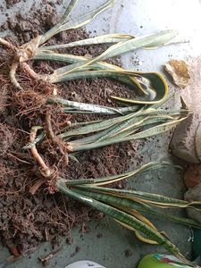Snake Plant Cuttings - Ready to Grow!