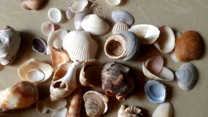 Assorted Seashell Collection