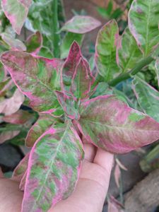 Devil's Backbone Plant pink colour