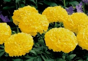 Tulsi &amp; Marigold Combos 3 Plants