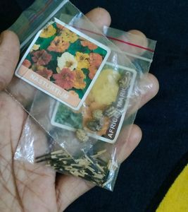 Summer Season Flower Seeds Combo