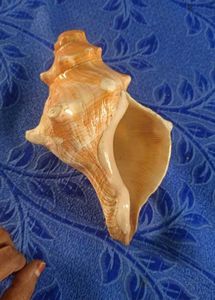 Seashell Conch showpiece