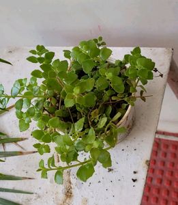 Pack 2 Tradescantia fluminlensis &amp; Pilea Depressa