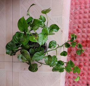 2 Set Money &amp; Pandanus veitchii Plants