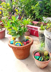 Adenium plant 5 year old
