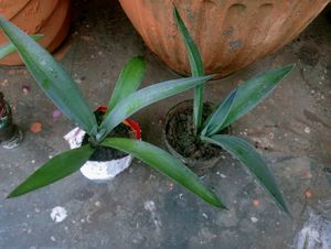 COMBO OF 4 AIR PURIFIER PLANTS