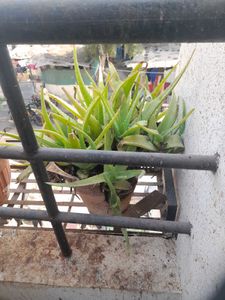 Aloe Vera LIVE plant