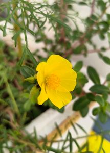 Vibrant Yellow Purslane Flower