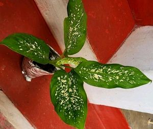 Pack 2 Evergreen Plant